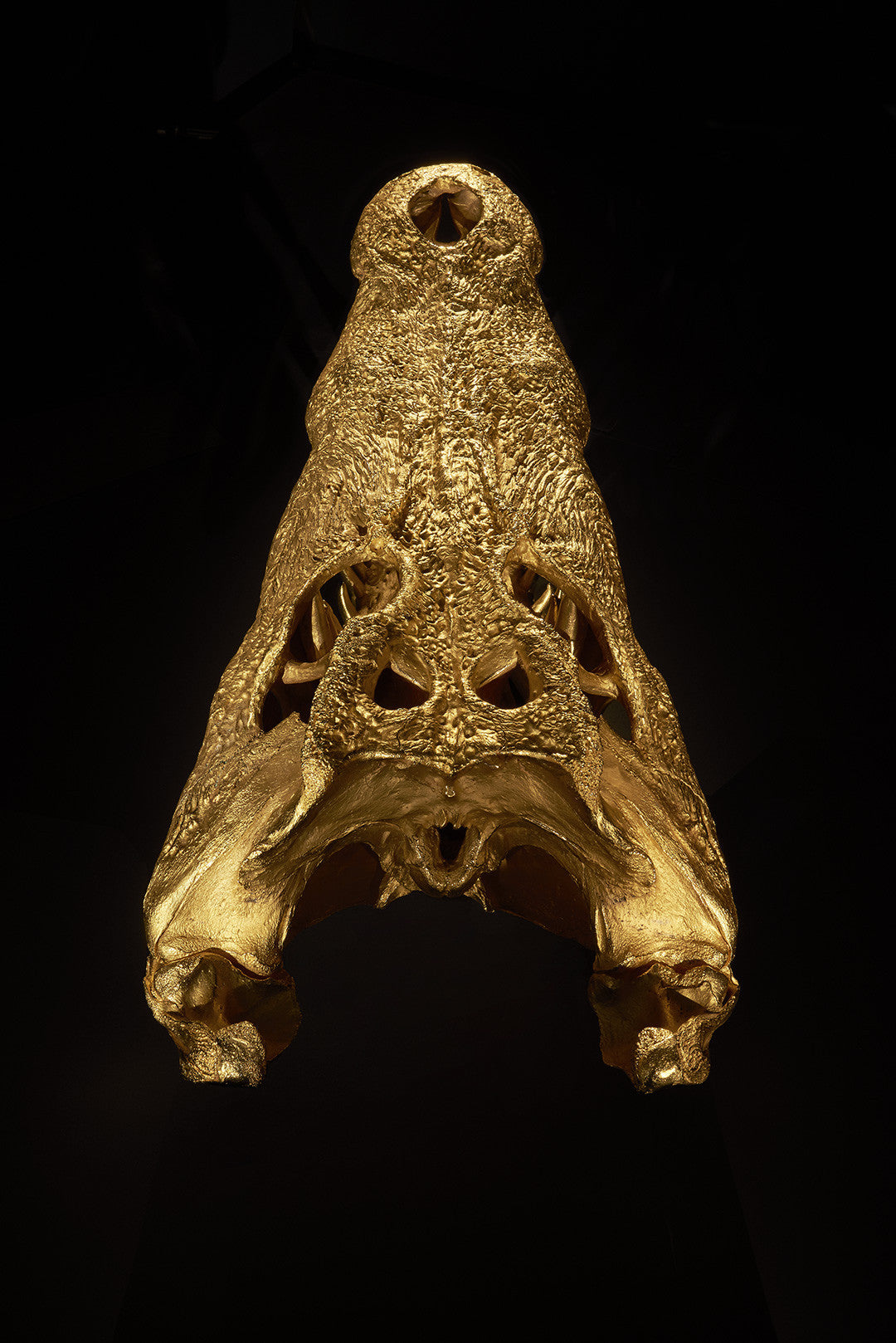 CROCODILE SKULL SCULPTURE Shop & Give Back to the World Wildlife Fund. - [Epicurus Life]