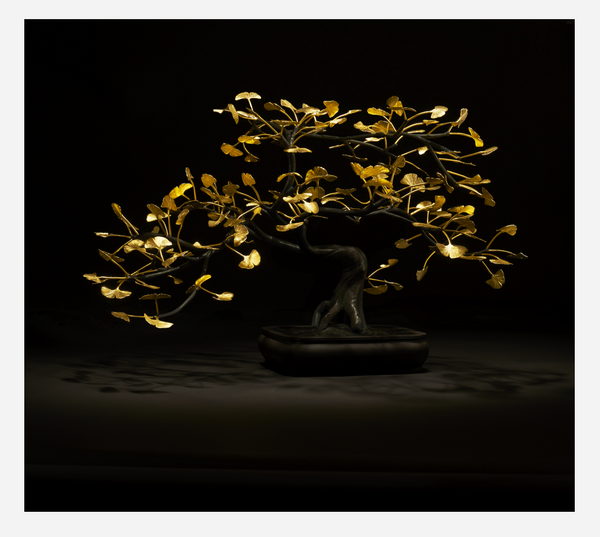 Ginko Biloba Bonsai. Give Back To The Jane Goudall Institute! – EPICURUS ™